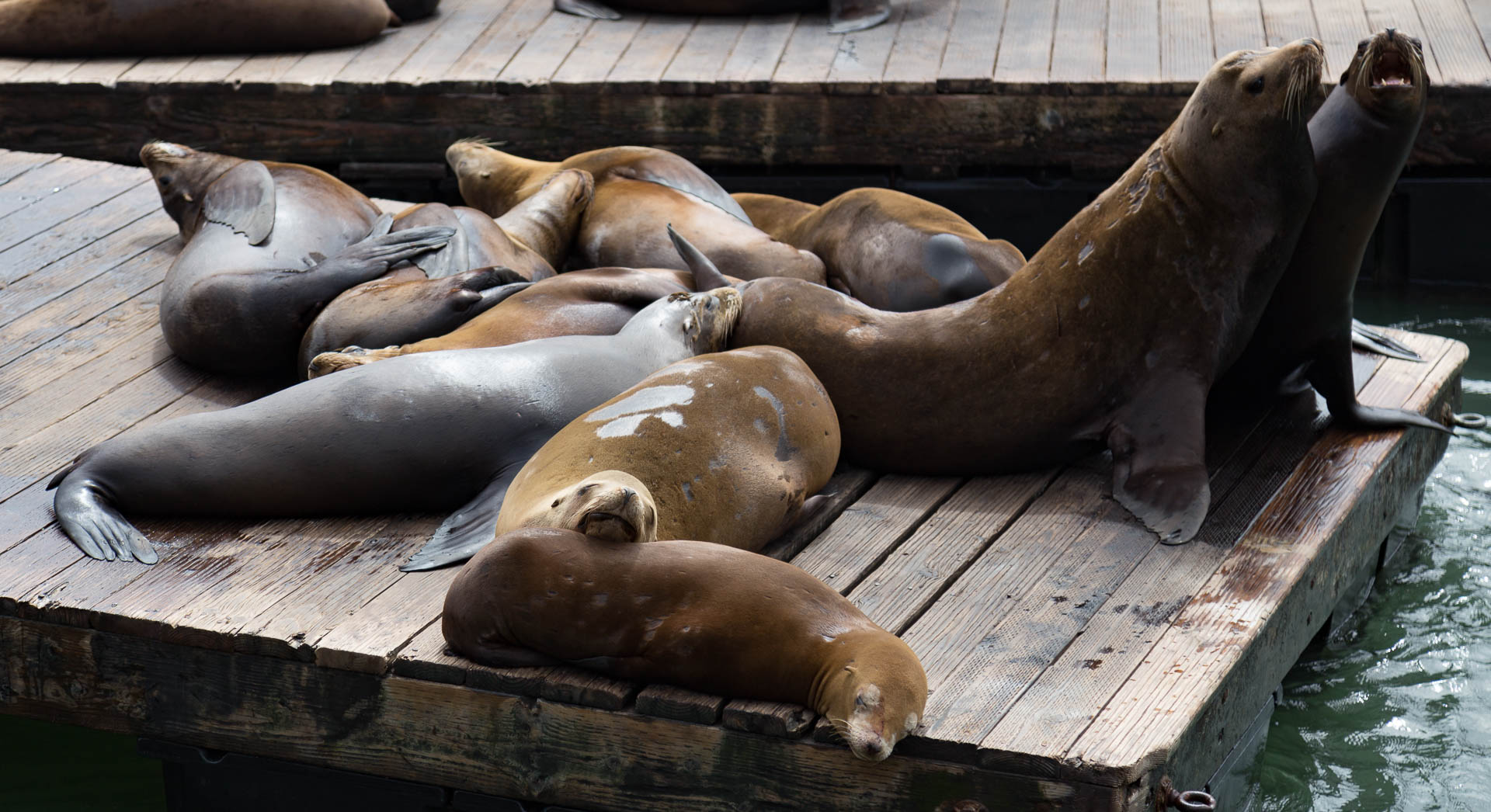 pier39