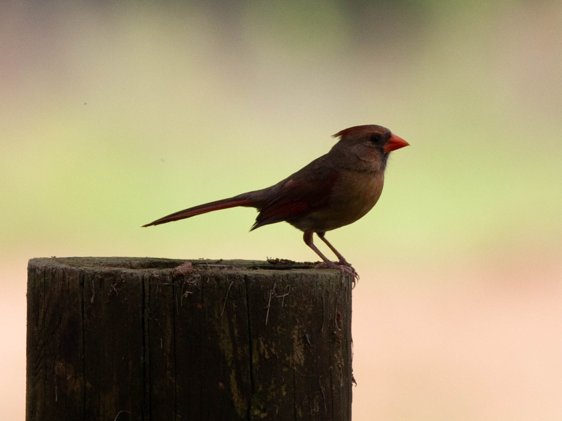 cute-bird