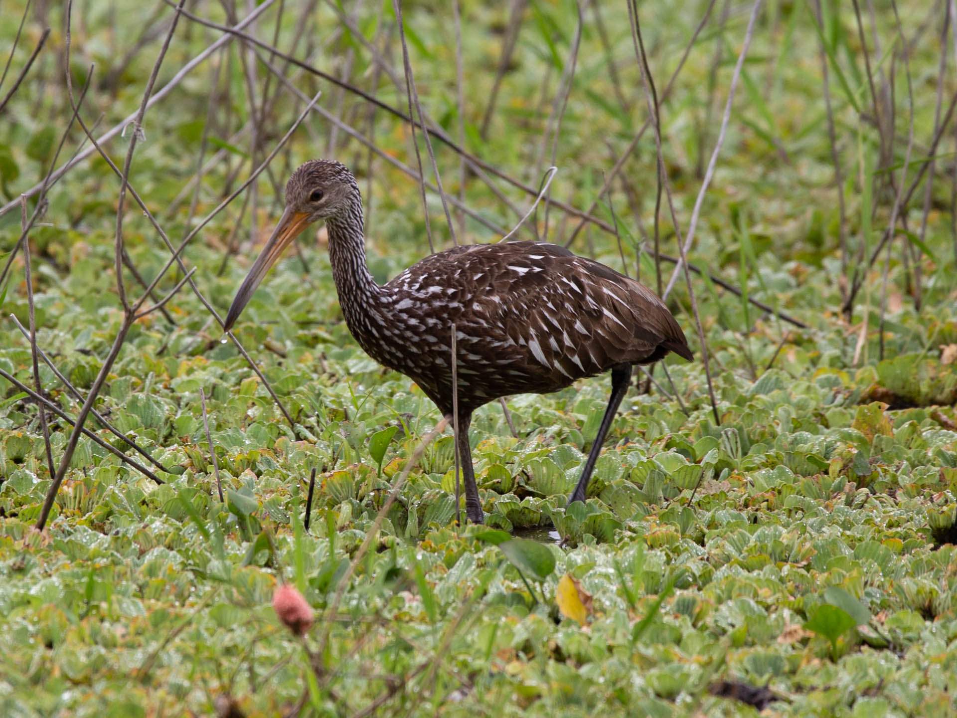 wading-bird