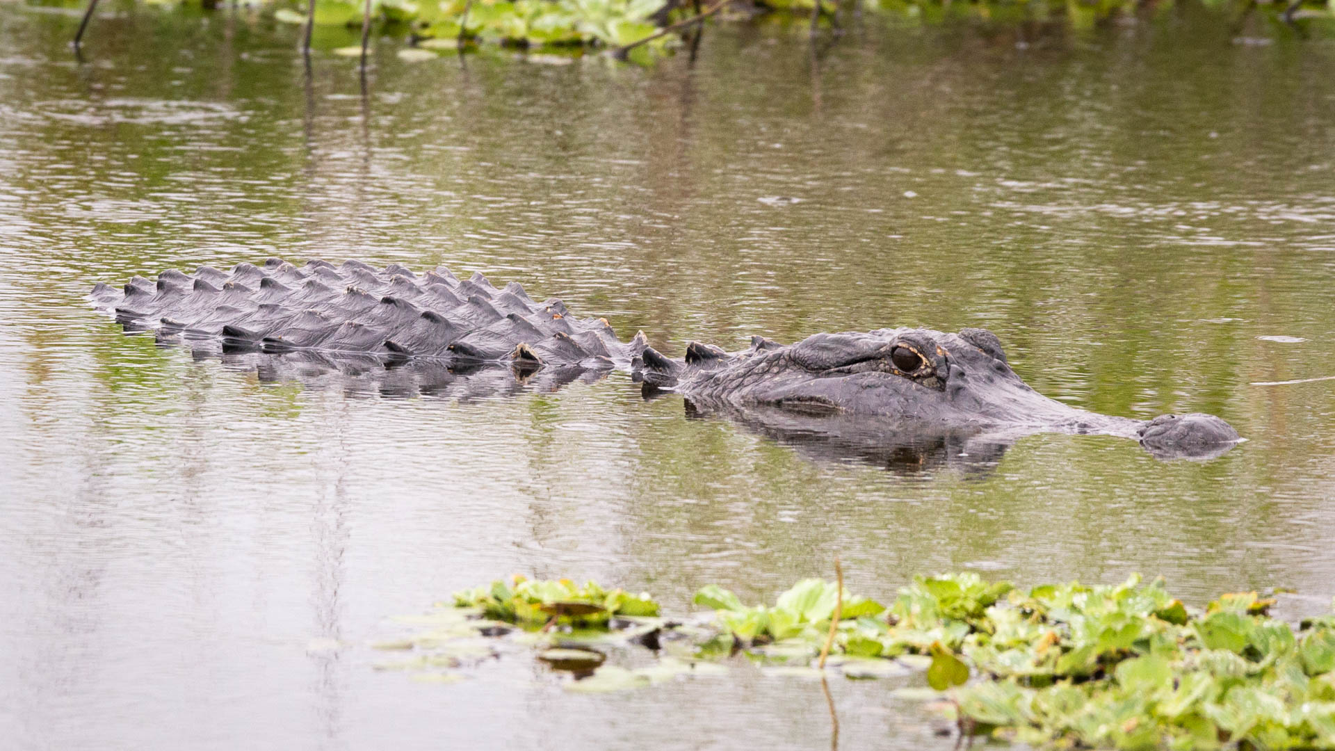 gator