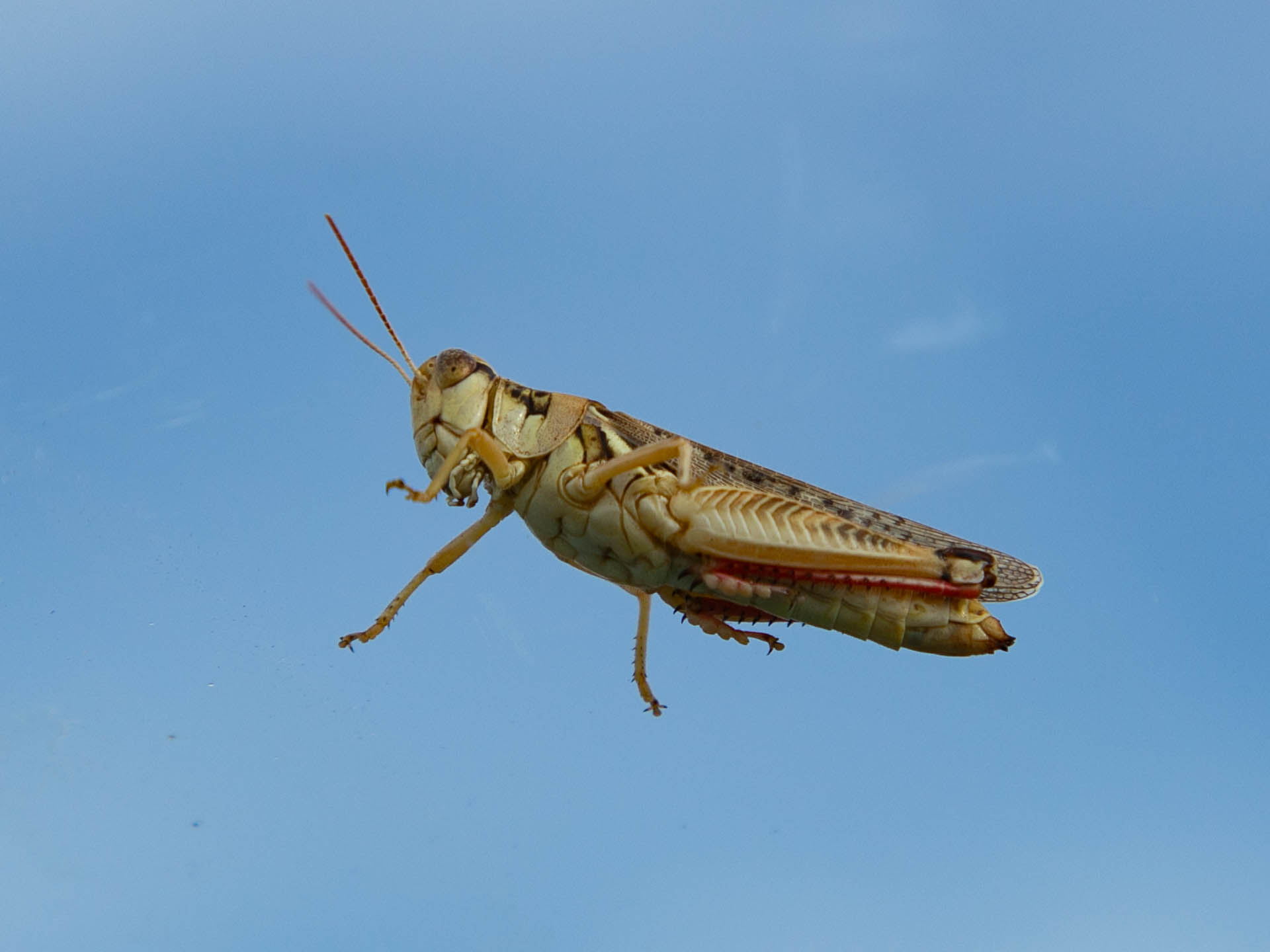 grasshopper