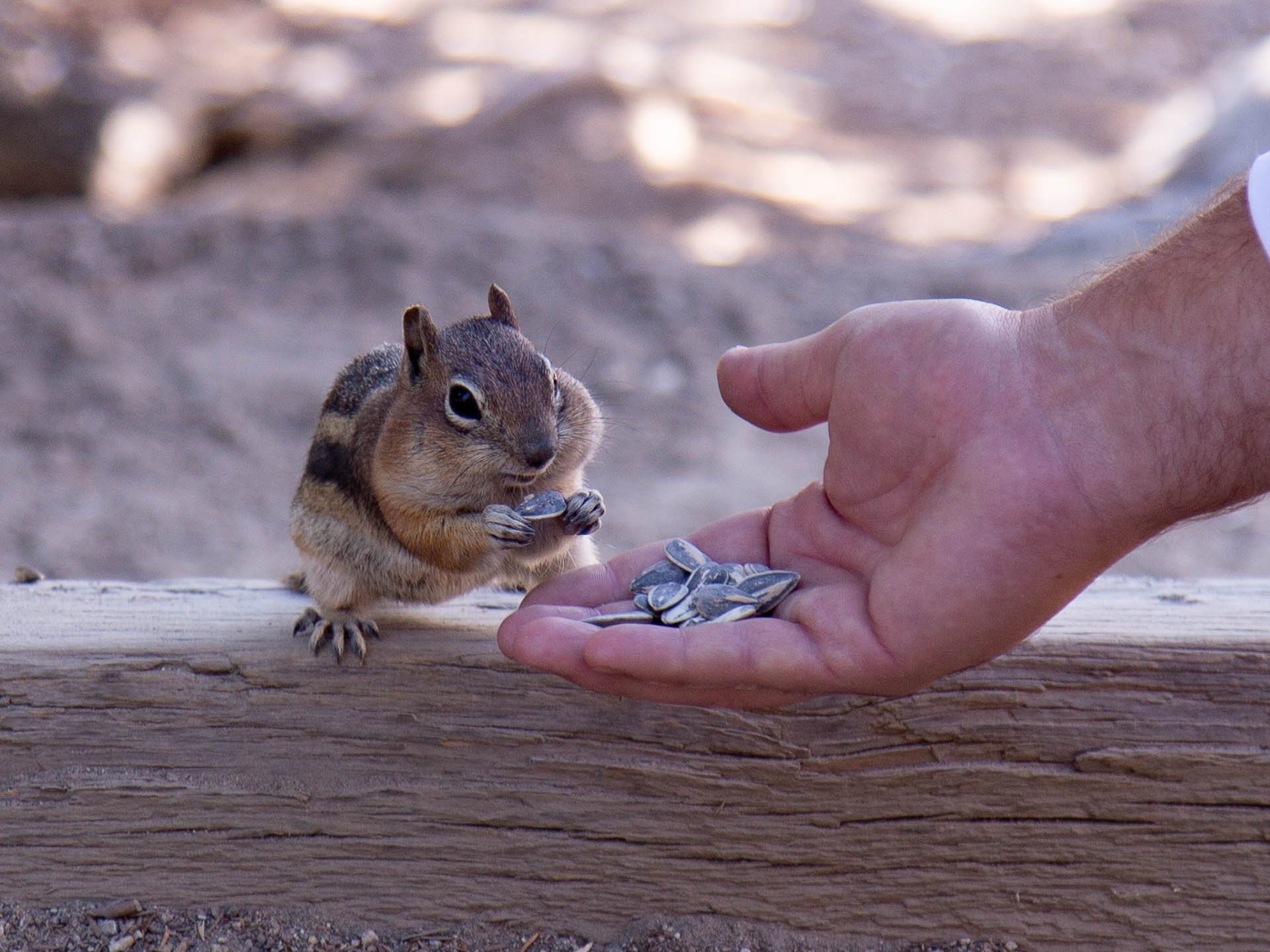 chipmunk1