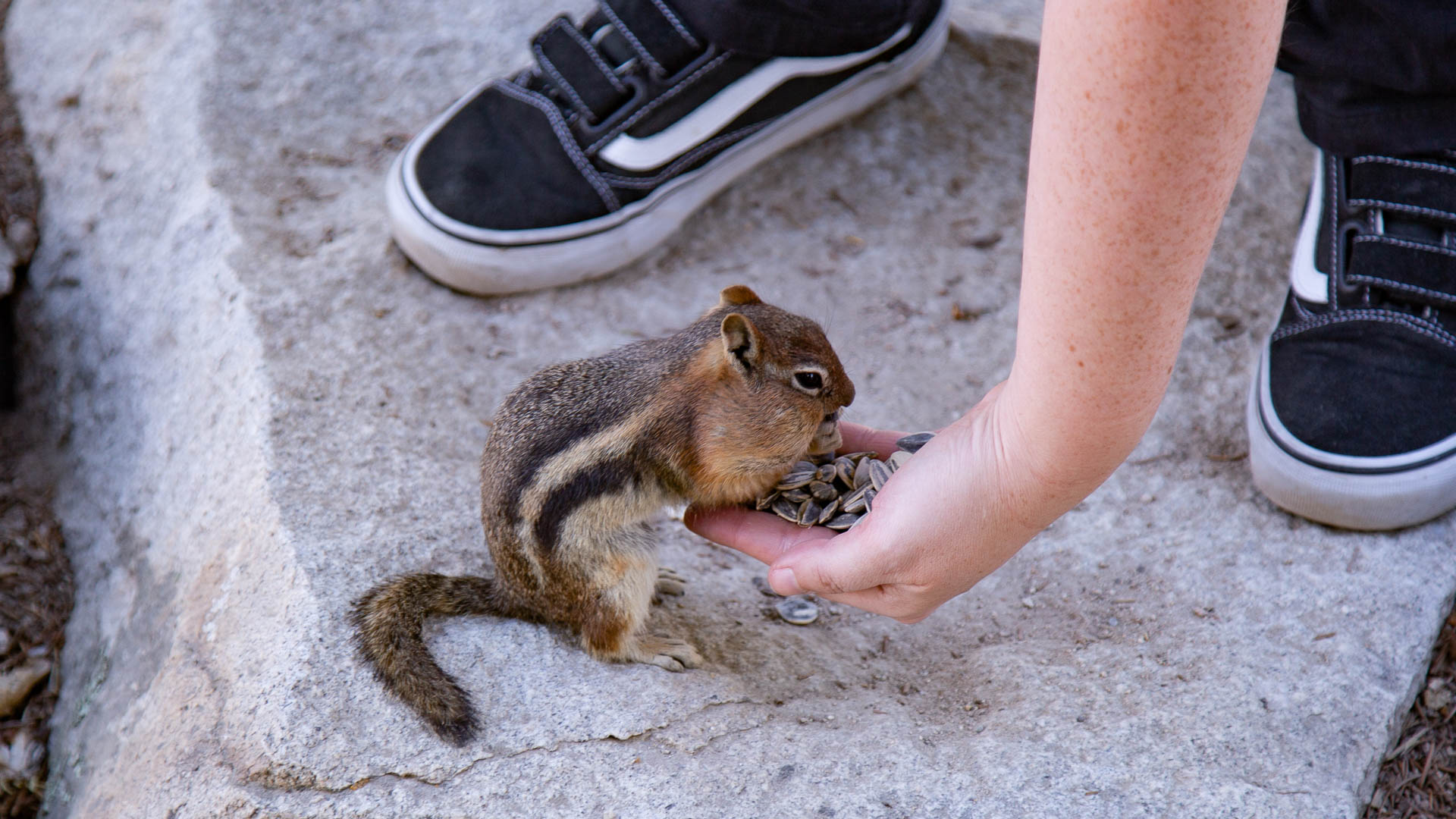 chipmunk2